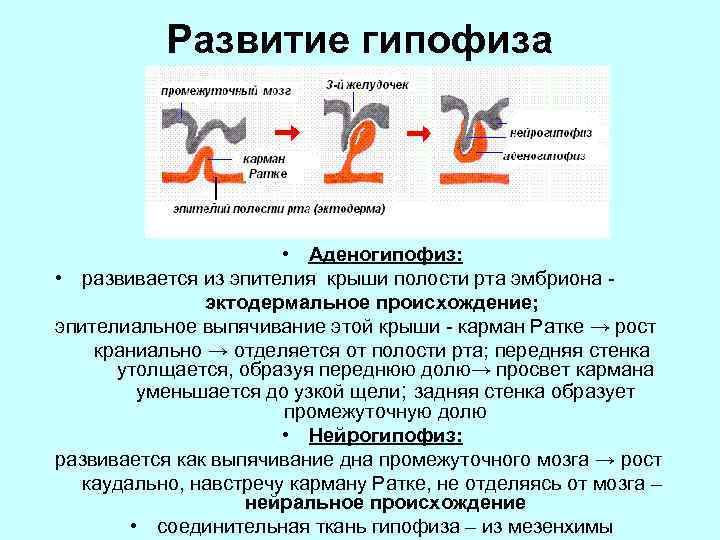 Развитие гипофиза • Аденогипофиз: • развивается из эпителия крыши полости рта эмбриона эктодермальное происхождение;