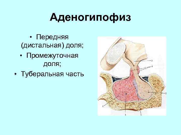 Аденогипофиз рисунок гистология