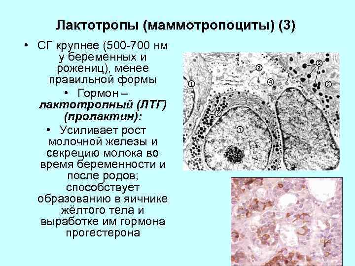 Лактотропы (маммотропоциты) (3) • СГ крупнее (500 -700 нм у беременных и рожениц), менее