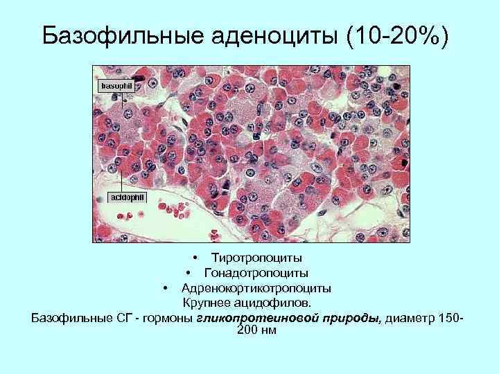 Базофильные аденоциты (10 -20%) • Тиротропоциты • Гонадотропоциты • Адренокортикотропоциты Крупнее ацидофилов. Базофильные СГ