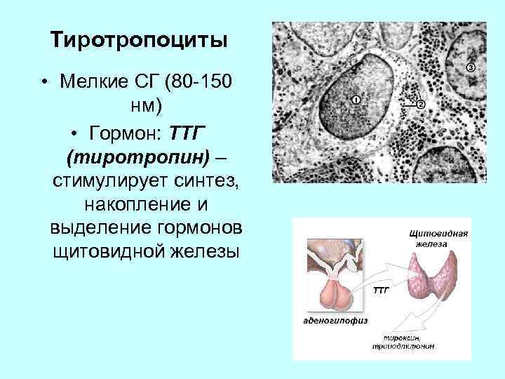 Тиротропоциты • Мелкие СГ (80 -150 нм) • Гормон: ТТГ (тиротропин) – стимулирует синтез,
