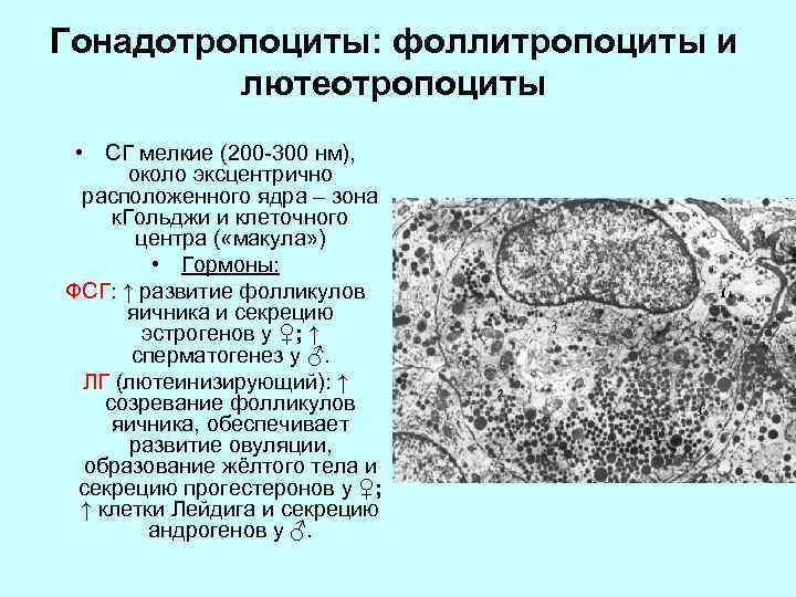 Гонадотропоциты: фоллитропоциты и лютеотропоциты • СГ мелкие (200 -300 нм), около эксцентрично расположенного ядра