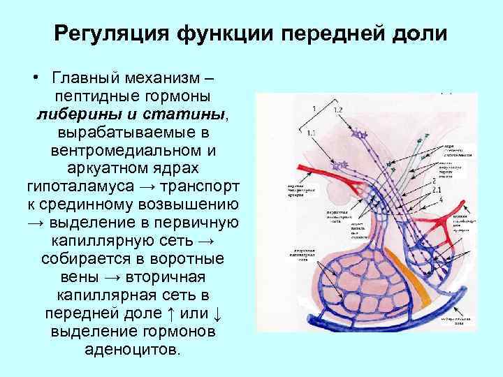 Регуляторная функция. Капиллярная сеть гипоталамуса. Роль либеринов, статинов, тропных гормонов. Вторичная капиллярная сеть гипоталамуса. Регуляция секреции либеринов и статинов.