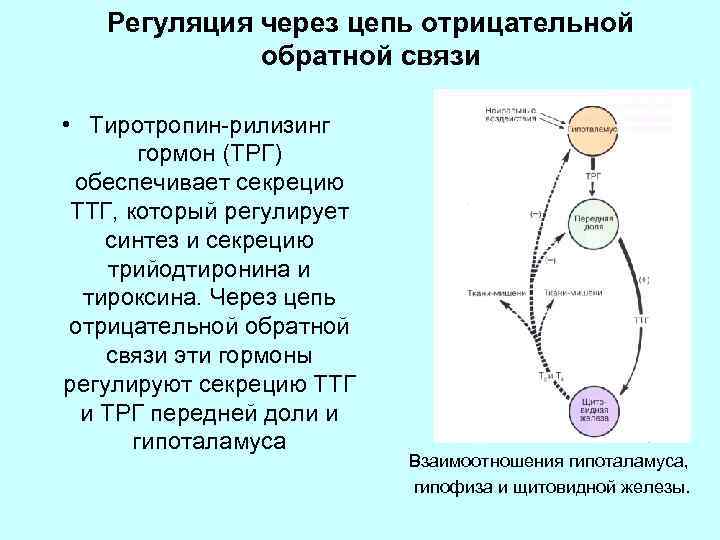 Определение тиреотропина тиротропина тиреоидного гормона