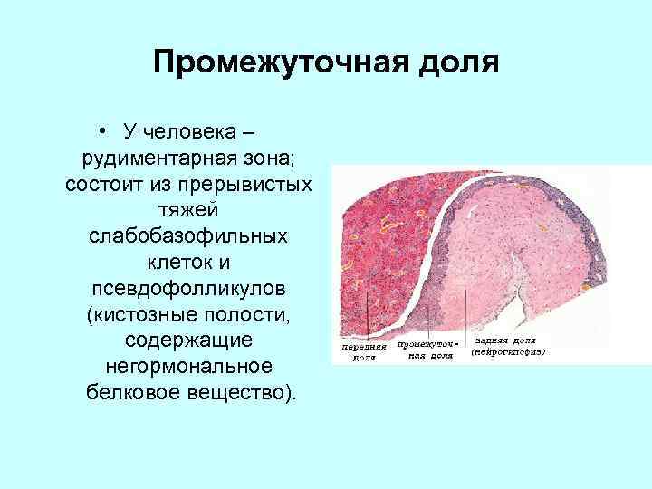 Промежуточная доля • У человека – рудиментарная зона; состоит из прерывистых тяжей слабобазофильных клеток