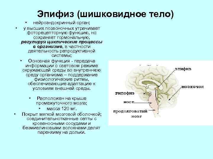 Гормоны эпифиза презентация