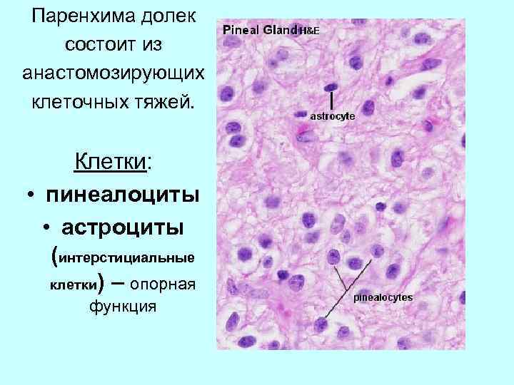 Паренхима долек состоит из анастомозирующих клеточных тяжей. Клетки: • пинеалоциты • астроциты (интерстициальные клетки)