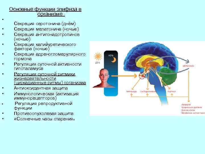 Основные функции эпифиза в организме : • • • Секреция серотонина (днём) Секреция мелатонина