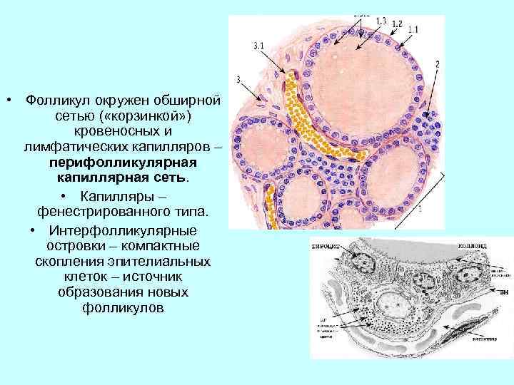  • Фолликул окружен обширной сетью ( «корзинкой» ) кровеносных и лимфатических капилляров –