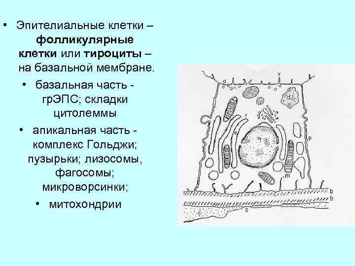 Секреторный цикл фолликулярного тироцита схема по гистологии