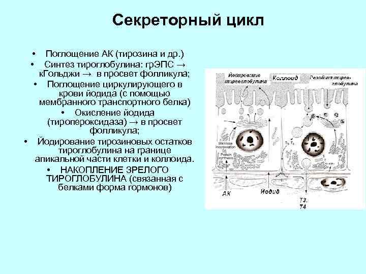 Секреторный цикл фолликулярного тироцита схема по гистологии