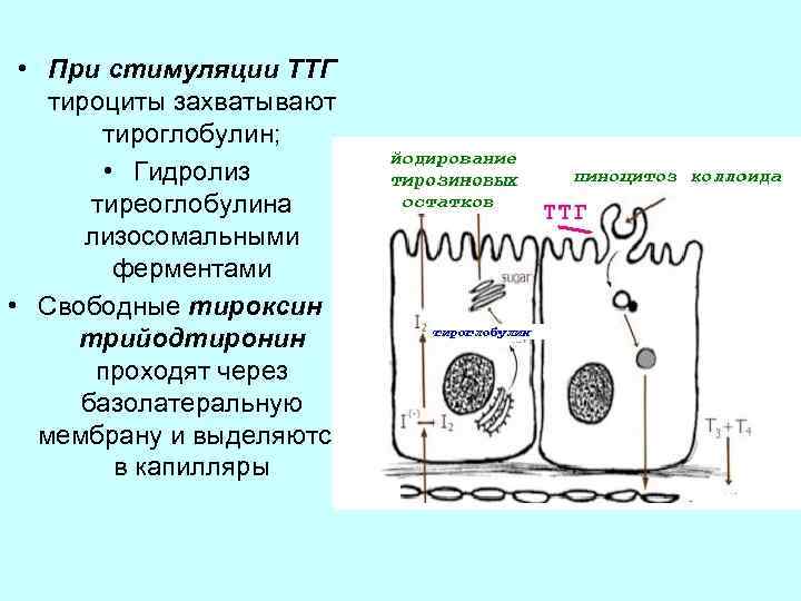 Секреторный цикл фолликулярного тироцита схема по гистологии