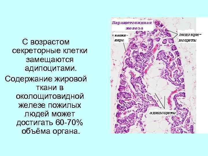 С возрастом секреторные клетки замещаются адипоцитами. Содержание жировой ткани в околощитовидной железе пожилых людей