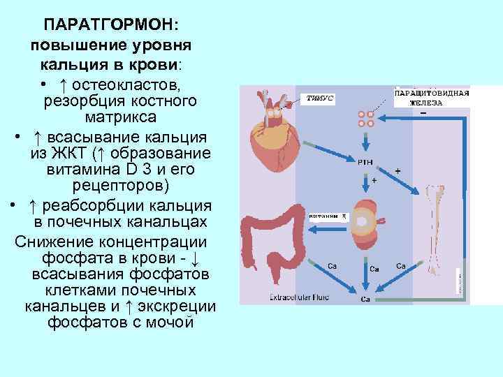 Паратгормон значение