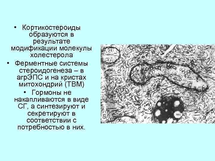  • Кортикостероиды образуются в результате модификации молекулы холестерола • Ферментные системы стероидогенеза –