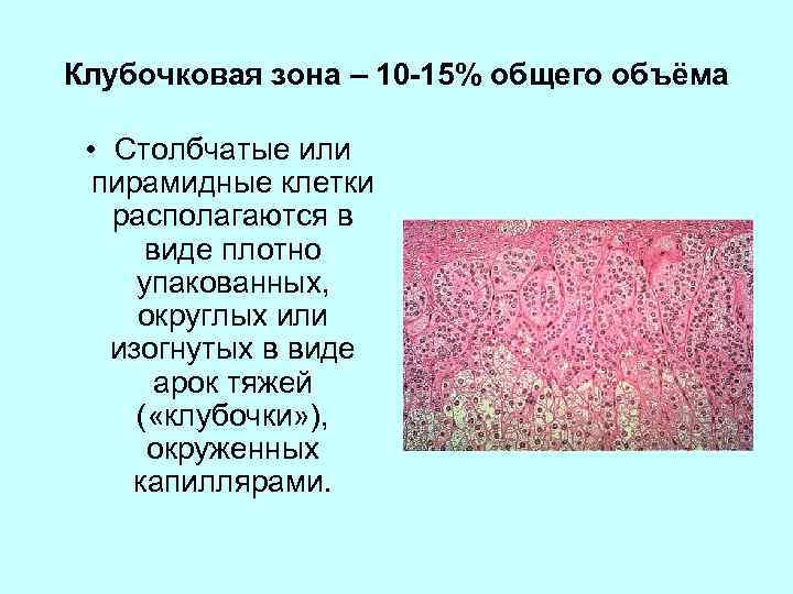 Клубочковая зона – 10 -15% общего объёма • Столбчатые или пирамидные клетки располагаются в