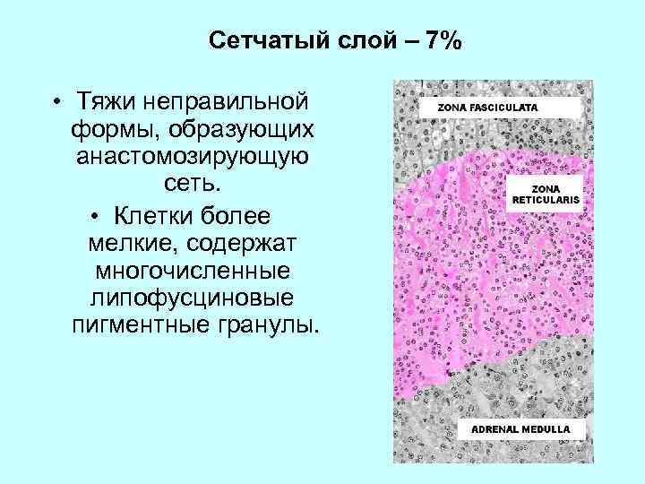 Сетчатый слой – 7% • Тяжи неправильной формы, образующих анастомозирующую сеть. • Клетки более