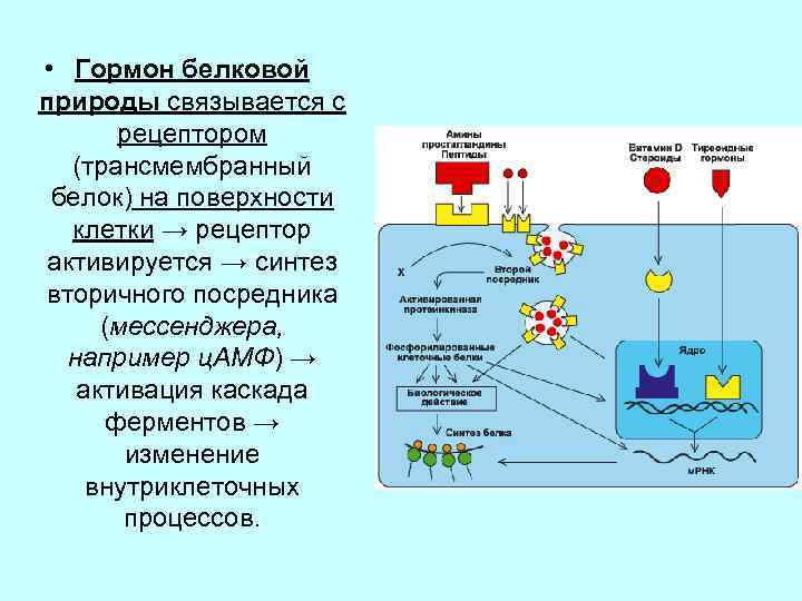 Гормоны белковой природы