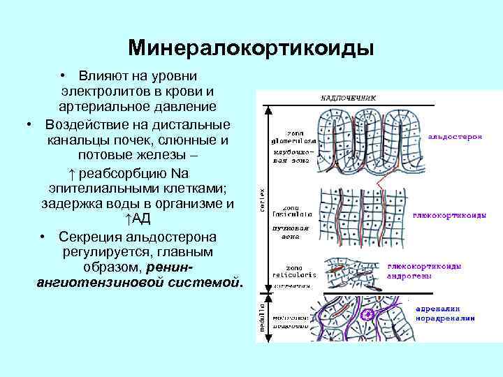 Минералокортикоиды • Влияют на уровни электролитов в крови и артериальное давление • Воздействие на