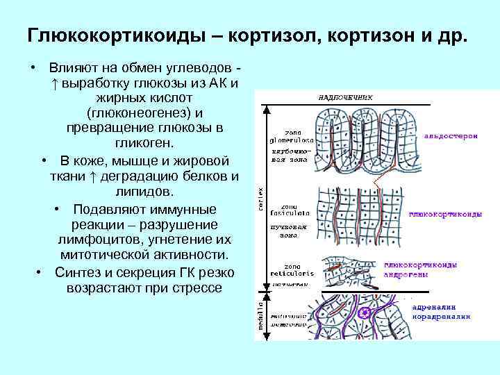 Глюкокортикоиды – кортизол, кортизон и др. • Влияют на обмен углеводов ↑ выработку глюкозы
