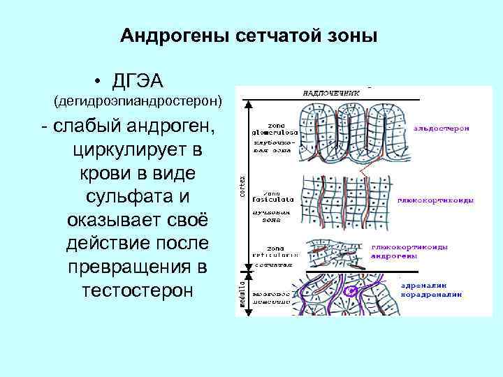 Андрогены сетчатой зоны • ДГЭА (дегидроэпиандростерон) - слабый андроген, циркулирует в крови в виде