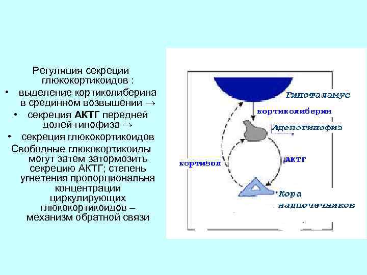 Схема патогенеза расстройств при увеличении продукции актг