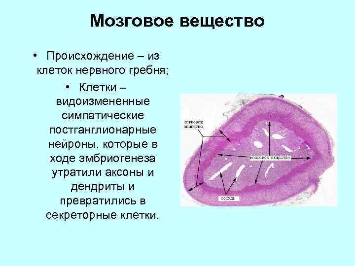 Мозговое вещество • Происхождение – из клеток нервного гребня; • Клетки – видоизмененные симпатические