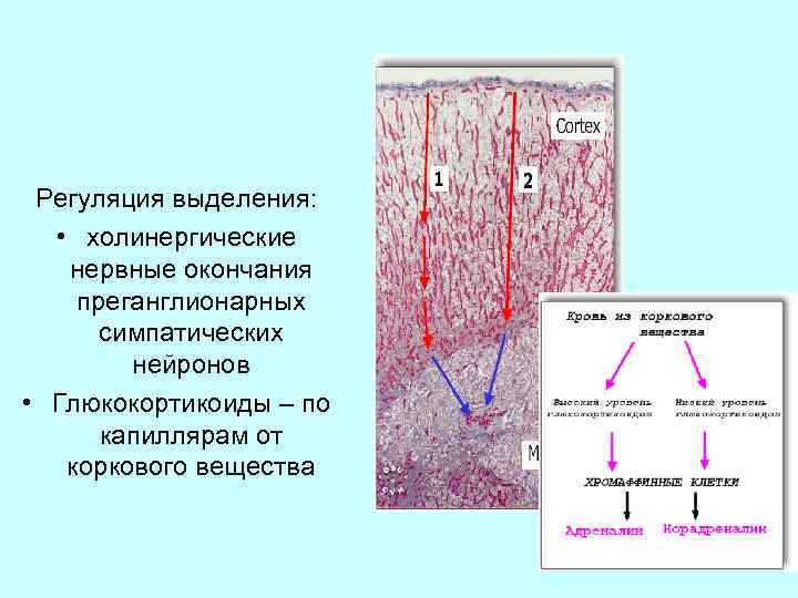Регуляция выделения: • холинергические нервные окончания преганглионарных симпатических нейронов • Глюкокортикоиды – по капиллярам