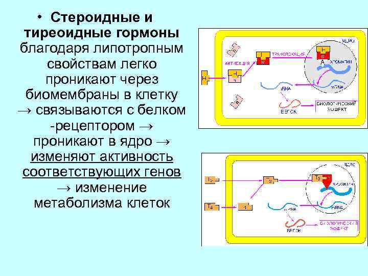 Схема действия стероидных гормонов