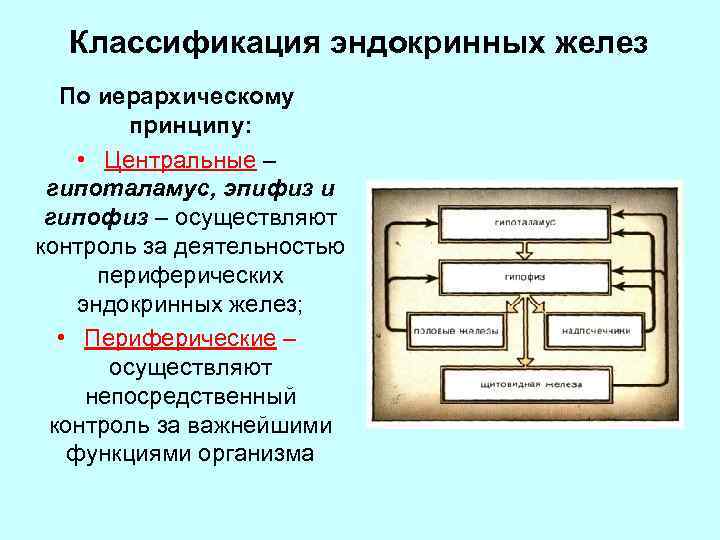 Классификация эндокринных желез По иерархическому принципу: • Центральные – гипоталамус, эпифиз и гипофиз –