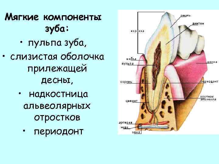 Надкостница зуба