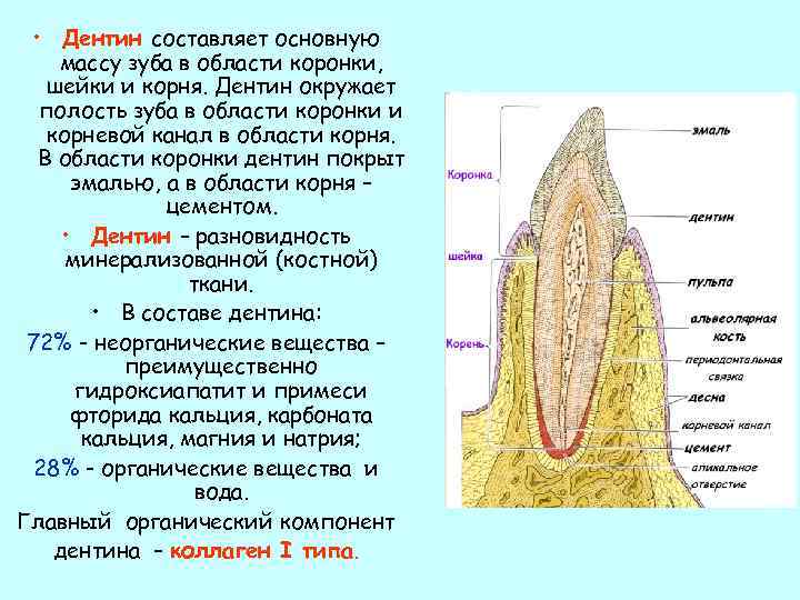 В чем особенность строения дентина какую функцию. Основную массу зуба составляет. Характеристика дентина зуба.