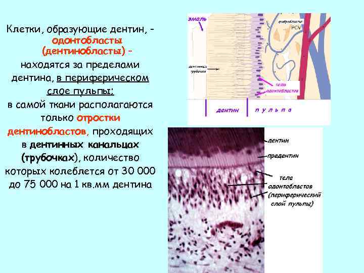 Клетки, образующие дентин, одонтобласты (дентинобласты) – находятся за пределами дентина, в периферическом слое пульпы;