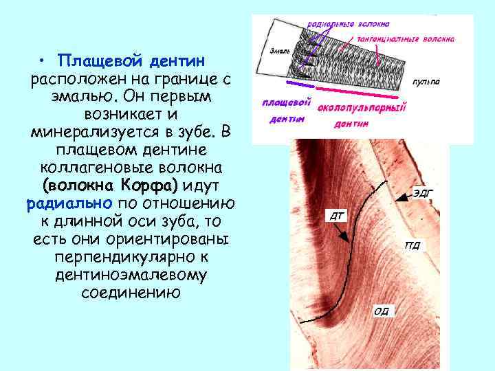 Плащевой дентин