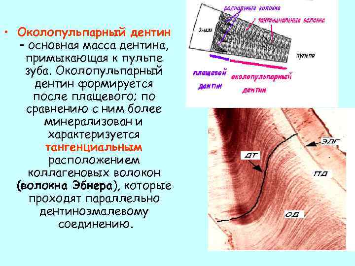  • Околопульпарный дентин – основная масса дентина, примыкающая к пульпе зуба. Околопульпарный дентин