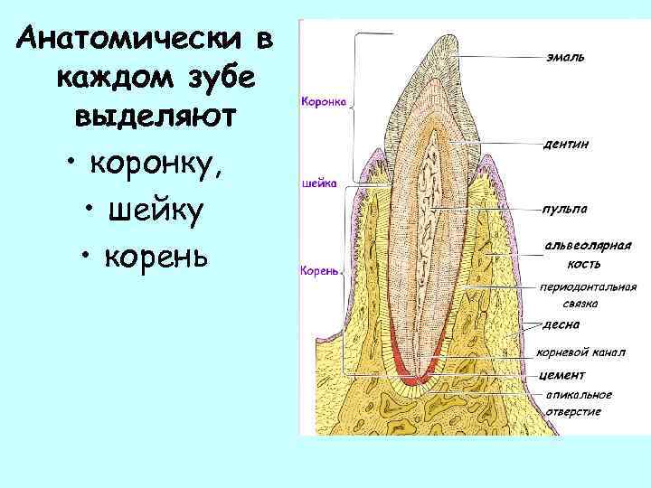 B корень c b корень c. Апикальная часть зуба. Апикальная часть корня зуба. Верхушечное отверстие зуба.