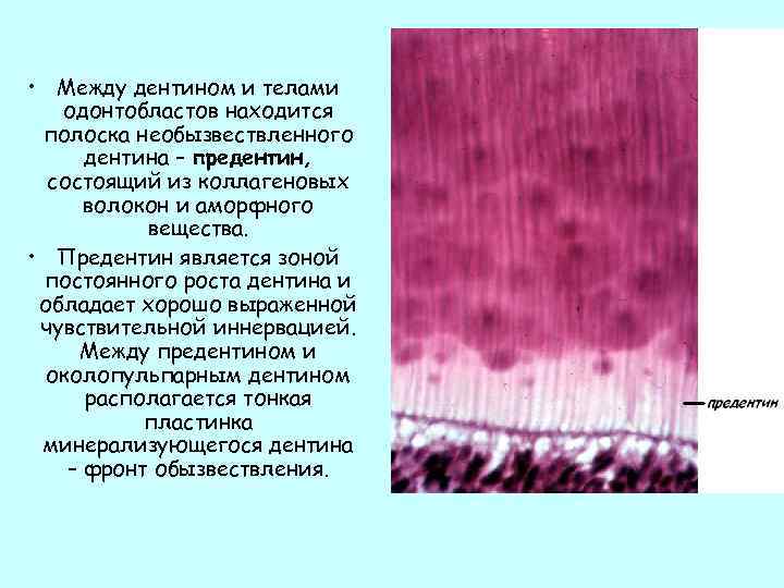  • Между дентином и телами одонтобластов находится полоска необызвествленного дентина – предентин, состоящий