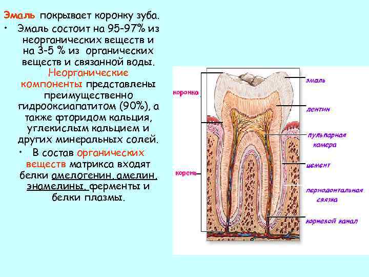Функции тканей зубов