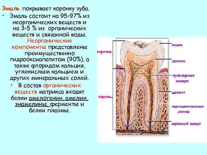 Состав матрикса входит