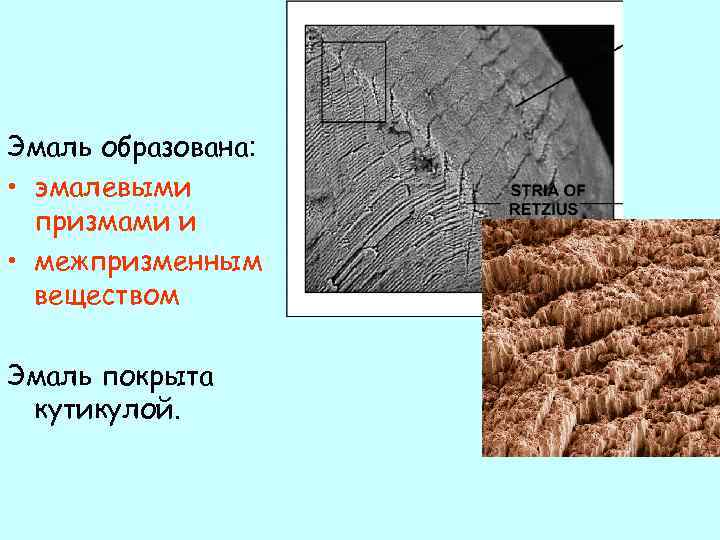 Эмаль образована: • эмалевыми призмами и • межпризменным веществом Эмаль покрыта кутикулой. 