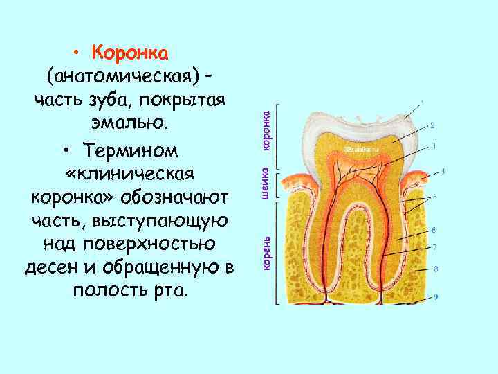 Какие части выделяют у зуба