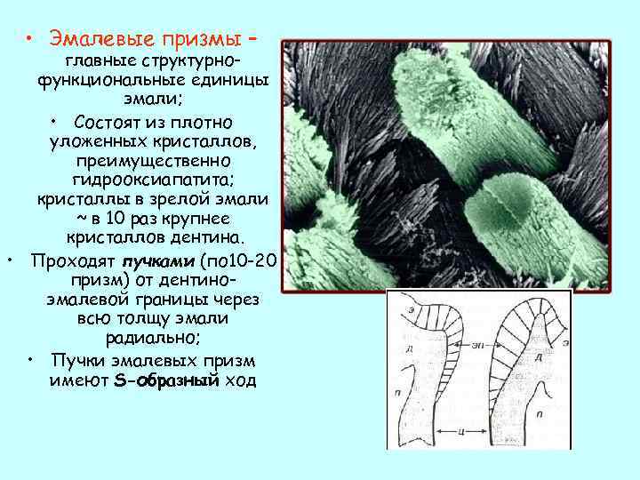  • Эмалевые призмы – главные структурнофункциональные единицы эмали; • Состоят из плотно уложенных