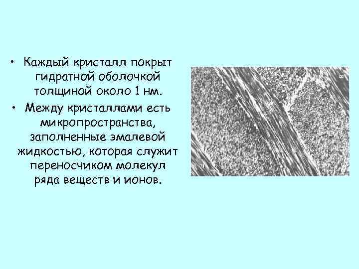  • Каждый кристалл покрыт гидратной оболочкой толщиной около 1 нм. • Между кристаллами