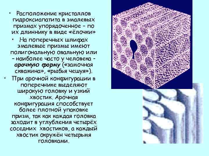  • Расположение кристаллов гидроксиапатита в эмалевых призмах упорядоченное – по их длиннику в