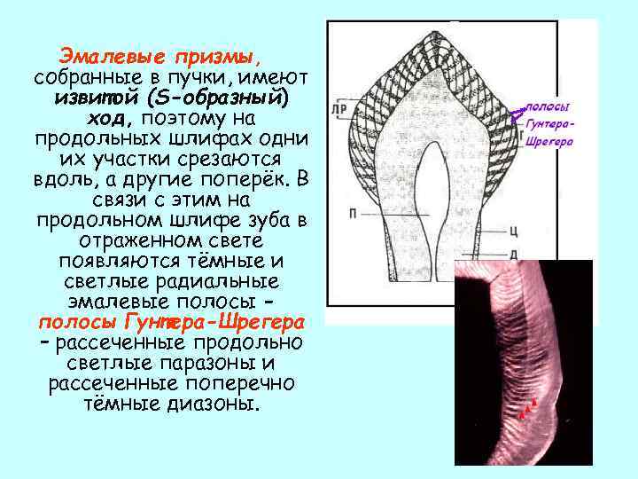 Эмалевые призмы, собранные в пучки, имеют извитой (S-образный) ход, поэтому на продольных шлифах одни