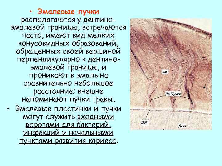  • Эмалевые пучки располагаются у дентиноэмалевой границы, встречаются часто, имеют вид мелких конусовидных