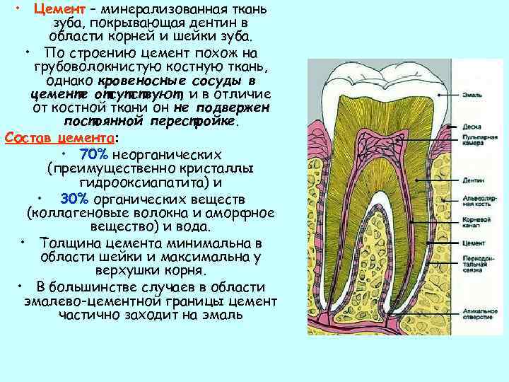 В чем особенность строения дентина какую. Строение зуба эмаль дентин цемент. Строение цемента корня зуба. Анатомо-гистологическое строение цемента корня. Дентин строение и функции.