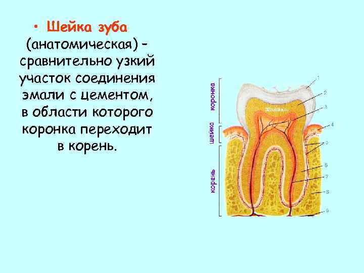  • Шейка зуба (анатомическая) – сравнительно узкий участок соединения эмали с цементом, в