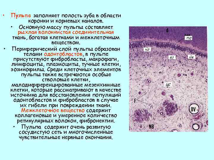  • Пульпа заполняет полость зуба в области коронки и корневых каналов. • Основную