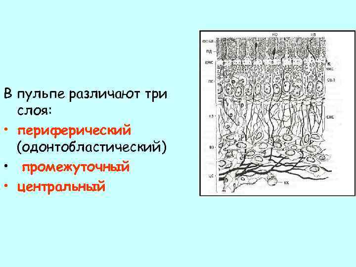 В пульпе различают три слоя: • периферический (одонтобластический) • промежуточный • центральный 